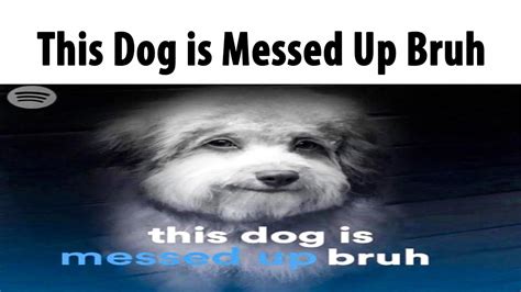 messed up dog meme